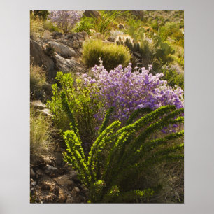 Poster plantes du désert de Chihuahuan en fleurs