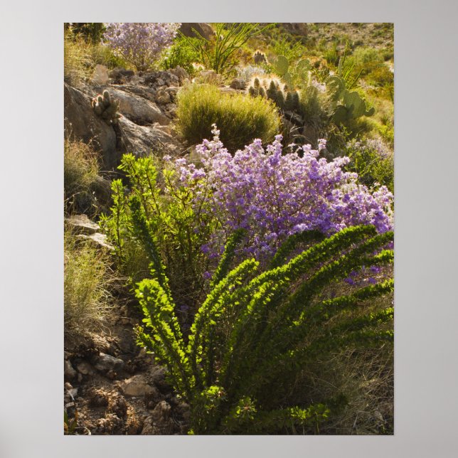 Poster Plantes du désert du Chihuahuan en fleurs (Devant)