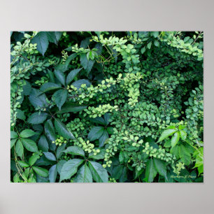 Poster plantes du jardin de Ken