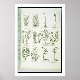 Poster Plantes du médecin anglais et élém. de Culpeper