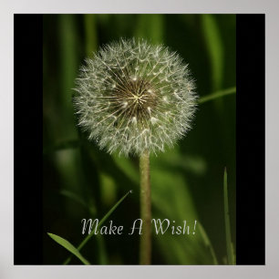 Poster Plantes et imagerie