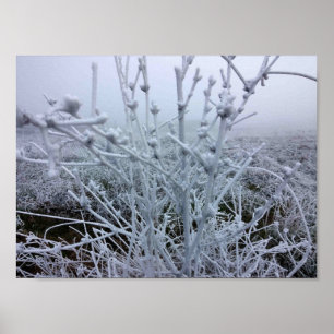 Poster Plantes givrées Paysage d'hiver