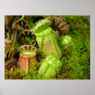 Poster Plantes Pitcher