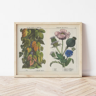 Poster Plantes utiles   Charlotte Mary Yonge