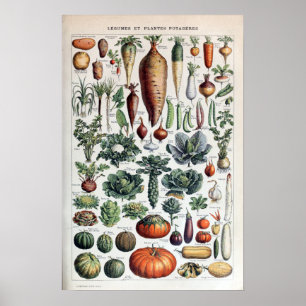 Poster Plantes vintages de légumes et de légumes