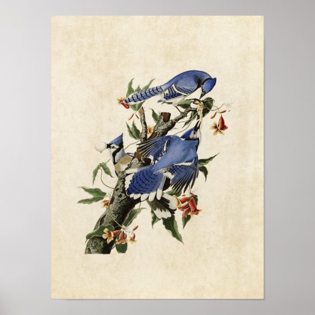 Poster Plaque 102 | Blue Jay | Oiseaux d'Amérique (Devant)