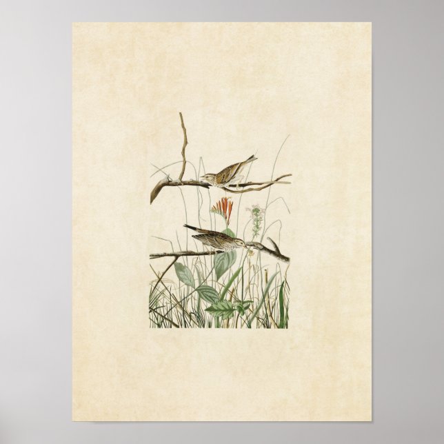 Poster Plaque 109 | Savannah Finch | Oiseaux d'Amérique (Devant)