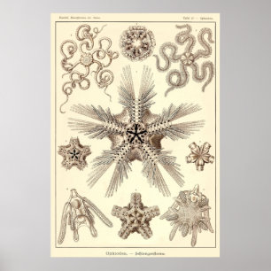 Poster Plaque 10 Ophiodée
