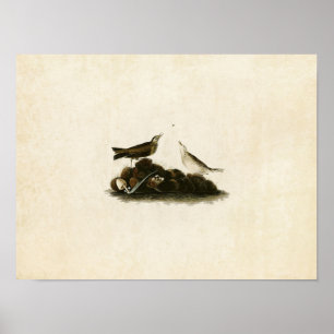 Poster Plaque 10 Titlark Brown Oiseaux d'Amérique