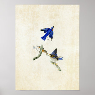 Poster Plaque 113   Bluebird   Oiseaux d'Amérique