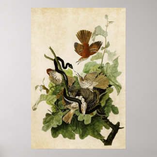 Poster Plaque 116 | Frugineuse Grive | Oiseaux d'Amérique