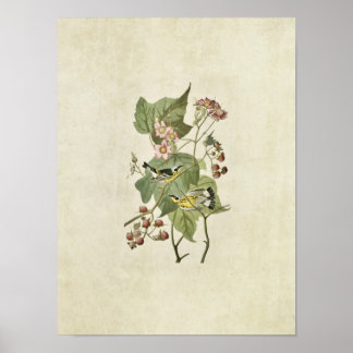 Poster Plaque 123 | Paruline noire et jaune