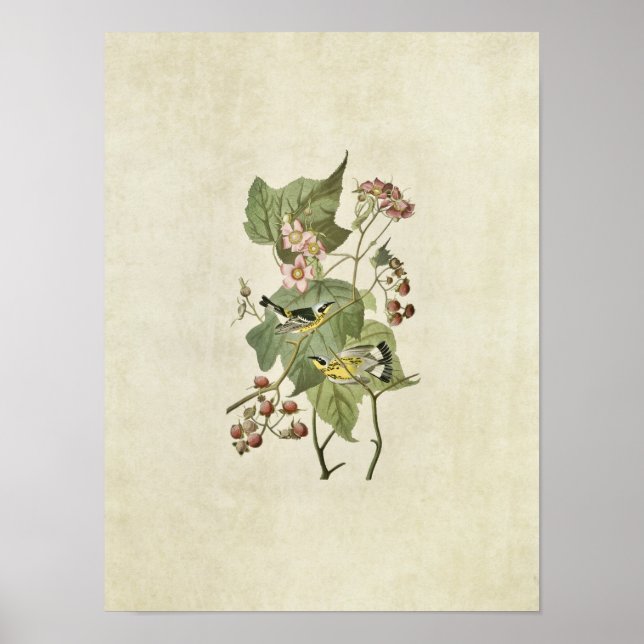 Poster Plaque 123 | Paruline noire et jaune (Devant)