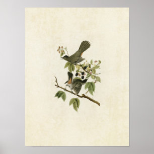 Poster Plaque 128   Catbird   Oiseaux d'Amérique