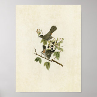 Poster Plaque 128 | Catbird | Oiseaux d'Amérique