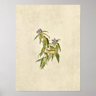 Poster Plaque 138 | Paruline du Connecticut | Oiseaux d'A