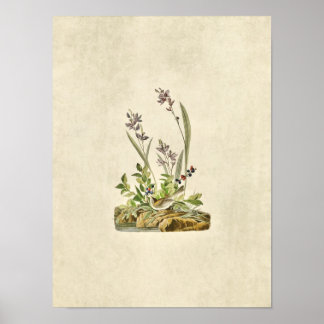 Poster Plaque 139 | Écart de champ | Oiseaux d'Amérique