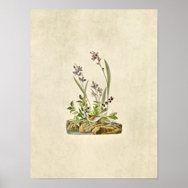 Poster Plaque 139 | Écart de champ | Oiseaux d'Amérique (Devant)