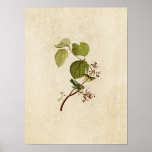 Poster Plaque 148   Paruline des marais de pin   Oiseaux 