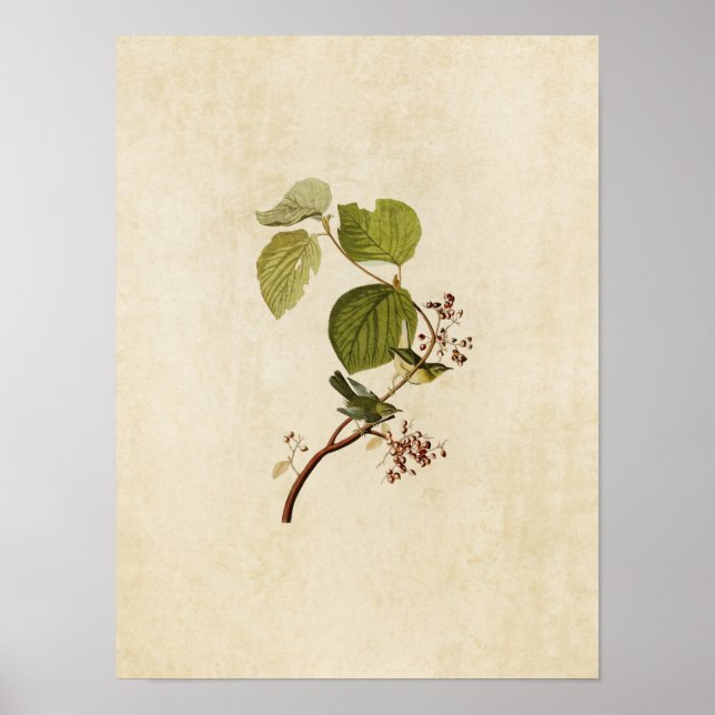 Poster Plaque 148 | Paruline des marais de pin | Oiseaux  (Devant)