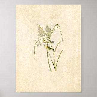 Poster Plaque 14 | Paruline des Prairies | Oiseaux d'Amér