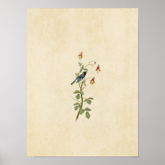 Poster Plaque 155 | Paruline bleue à gorge noire