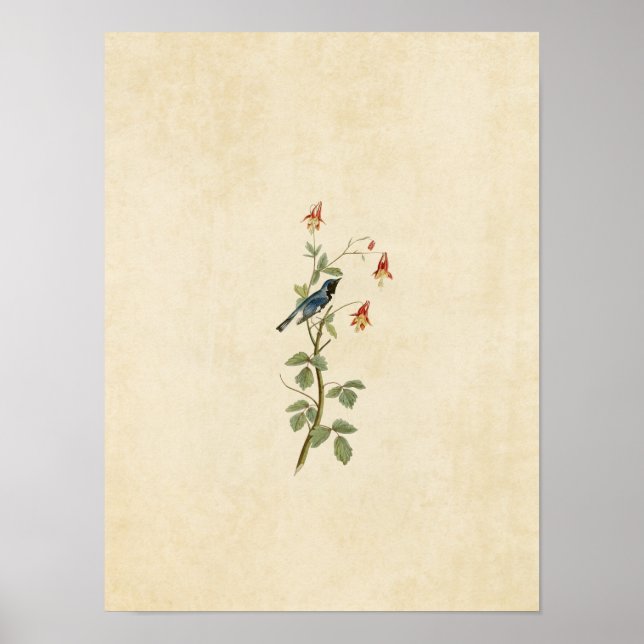 Poster Plaque 155 | Paruline bleue à gorge noire (Devant)