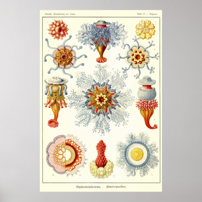 Poster Plaque 17 Siphonophorae (Devant)