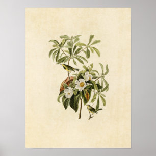 Poster Plaque 185   Paruline de Bachman   Oiseaux d'Améri