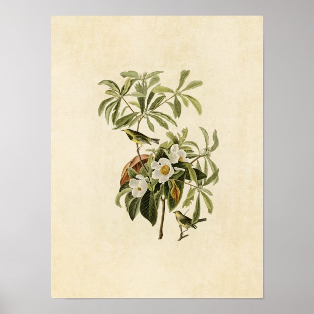 Poster Plaque 185 | Paruline de Bachman | Oiseaux d'Améri (Devant)