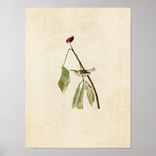 Poster Plaque 19   Louisiana Water Thrush