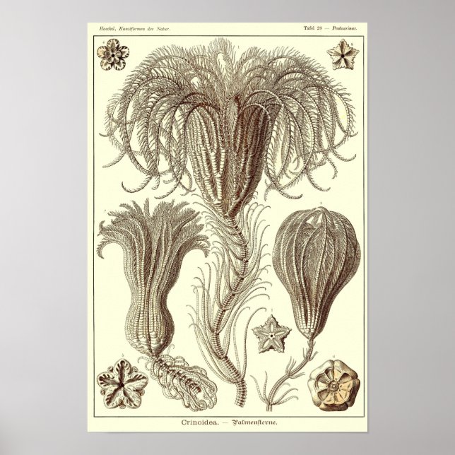Poster Plaque 20. Crinoïdes. (Devant)