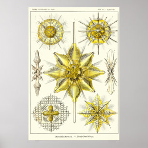 Poster Plaque 21 Acanthométra