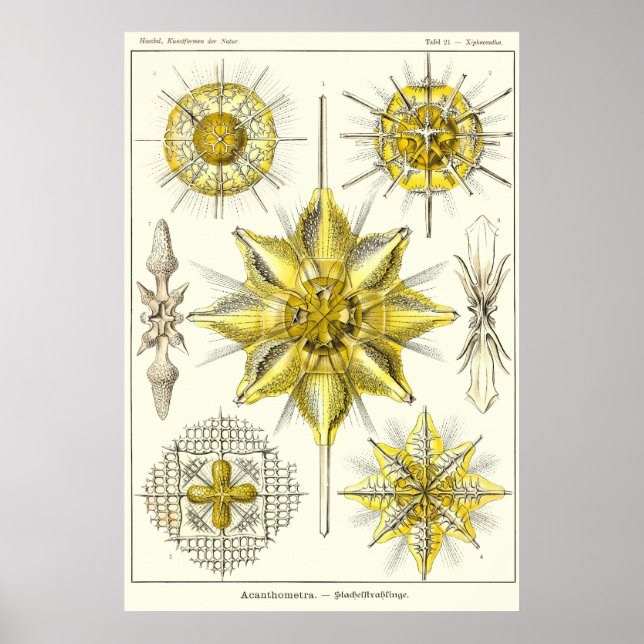 Poster Plaque 21 Acanthométra (Devant)