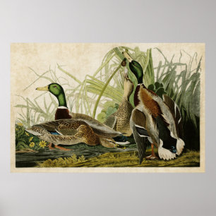 Poster Plaque 221   Mallard Duck   Oiseaux d'Amérique