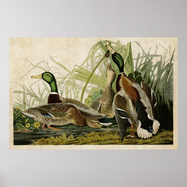 Poster Plaque 221 | Mallard Duck | Oiseaux d'Amérique (Devant)
