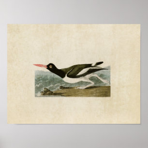 Poster Plaque 223 Pied Oystercatcher Oiseaux d'Amériq