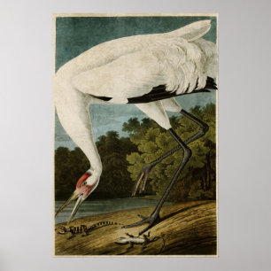 Poster Plaque 226   Grue blanche   Oiseaux d'Amérique