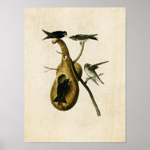 Poster Plaque 22 Purple Martin Oiseaux d'Amérique