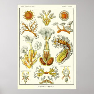Poster Plaque 23 Bryozoa