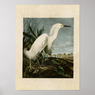 Poster Plaque 242 | Héron de neige ou aigrette blanche