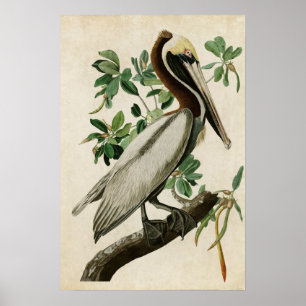 Poster Plaque 251   Pélican Brown   Oiseaux d'Amérique