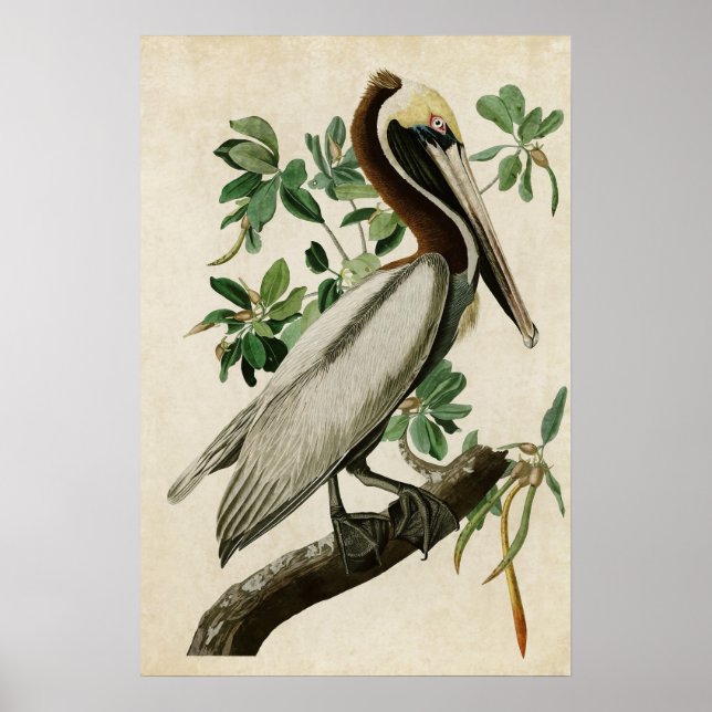 Poster Plaque 251 | Pélican Brown | Oiseaux d'Amérique (Devant)