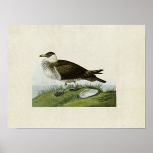 Poster Plaque 253 Jaeger Oiseaux d'Amérique