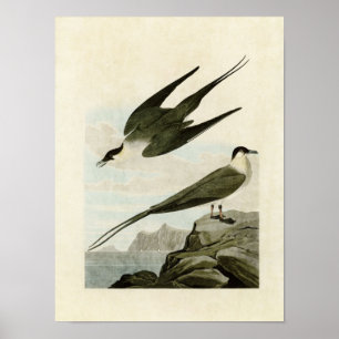 Poster Plaque 267 Jaeger arctique Oiseaux d'Amérique