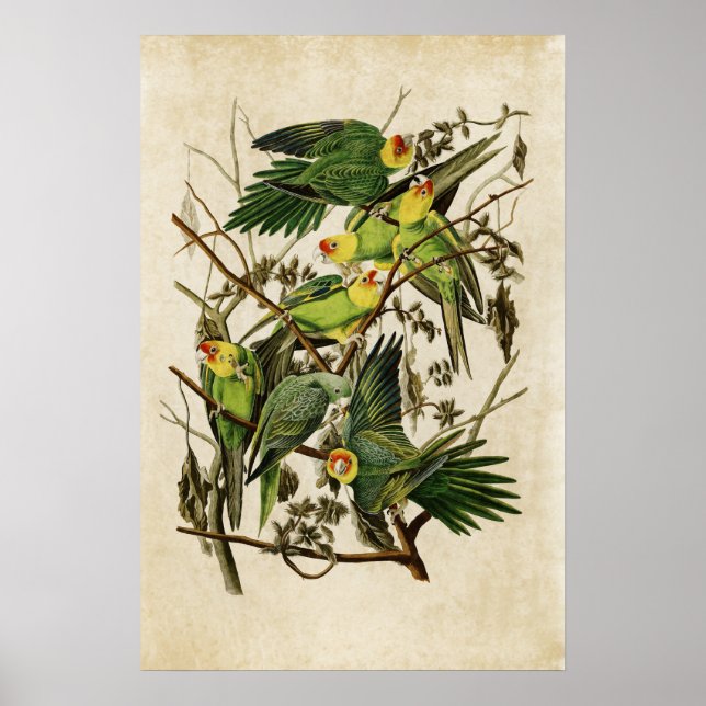 Poster Plaque 26 | Carolina Parrot | Oiseaux d'Amérique (Devant)