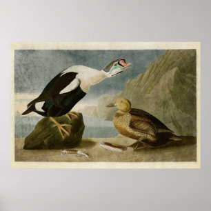 Poster Plaque 276 King Duck Oiseaux d'Amérique