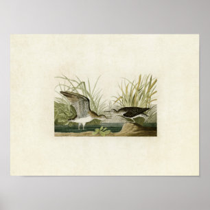 Poster Plaque 289   Sandpiper solitaire   Oiseaux d'Améri