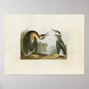 Poster Plaque 298   Grebe à cou rouge   Oiseaux d'Amériqu
