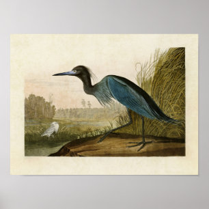 Poster Plaque 307 Grue bleue ou Heron Oiseaux d'Améri